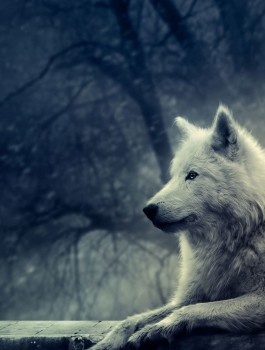 Принятие тотема волка